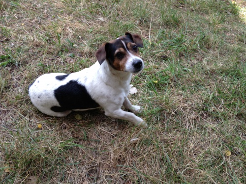 Jack Russel Teri�ra